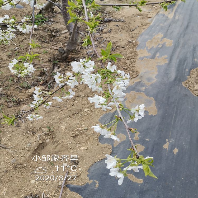布鲁克斯樱桃树苗种植基地羽腾樱桃苗种植基地