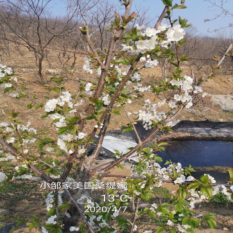 齐早大樱桃树苗修剪方法羽腾樱桃苗种植基地