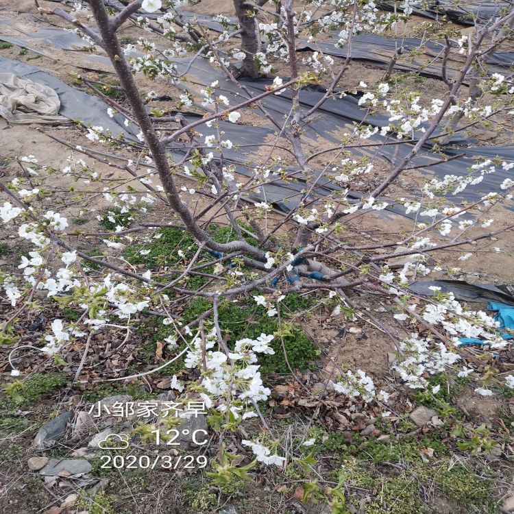 雷吉娜樱桃苗樱桃苗圃羽腾樱桃苗圃