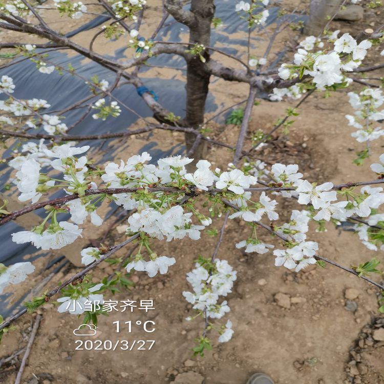 雷吉娜大樱桃树苗什么时候移栽羽腾樱桃苗圃