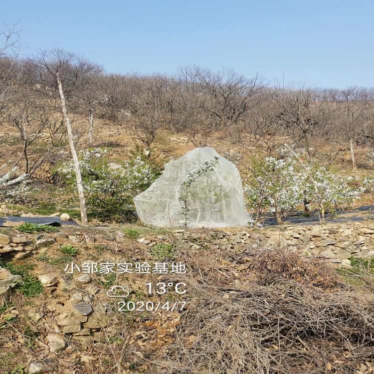 矮化樱桃苗种植基地羽腾樱桃苗供应