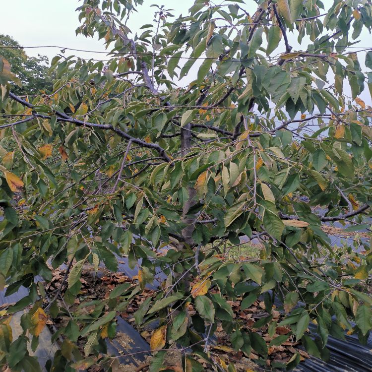 美早大樱桃苗批发羽腾樱桃苗种植基地