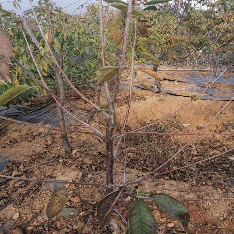 矮化大樱桃树苗种植时间早熟新品种
