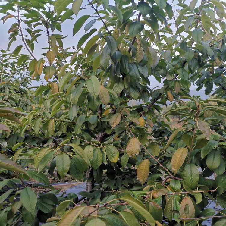 奇早大樱桃苗种植与管理羽腾樱桃苗圃