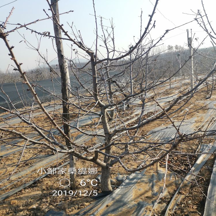 先锋大樱桃苗多少钱一棵羽腾樱桃苗供应