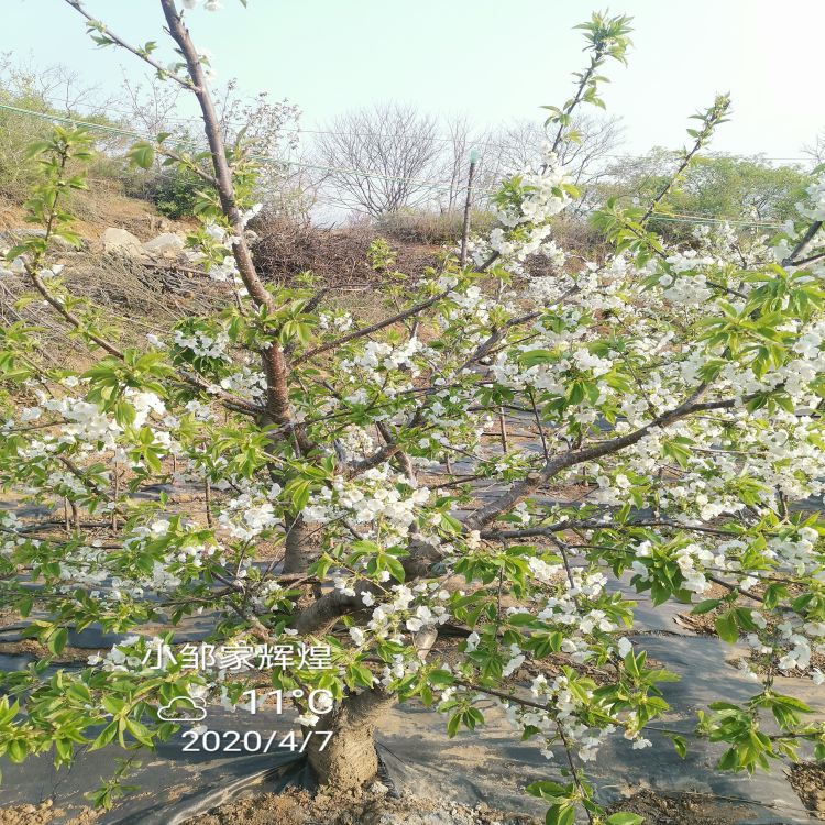 早干阳樱桃树苗什么时候移栽羽腾樱桃苗种植基地