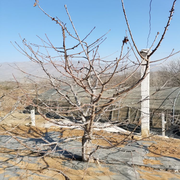 拉宾斯大樱桃苗种植与管理樱桃苗新品种