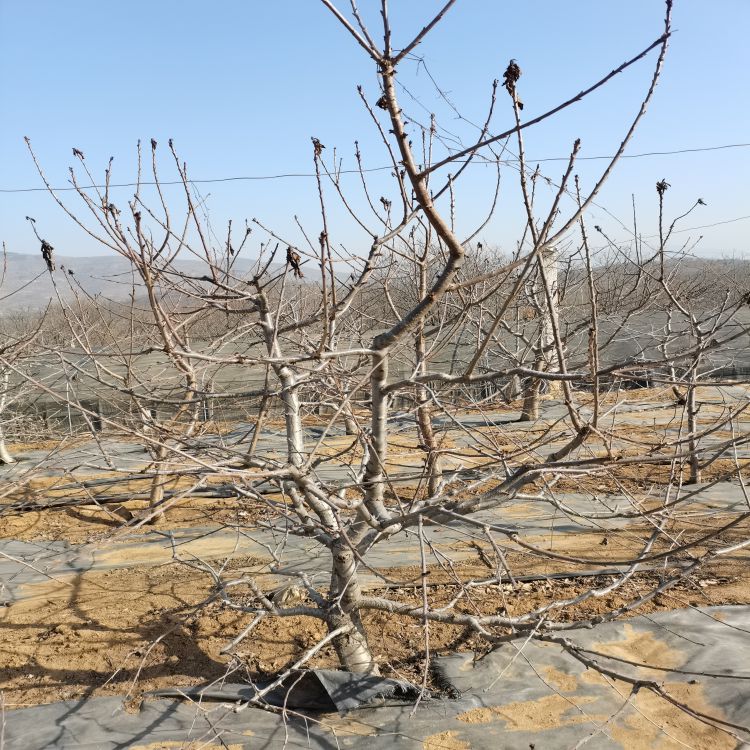 萨米脱大樱桃树苗长什么样羽腾樱桃苗供应