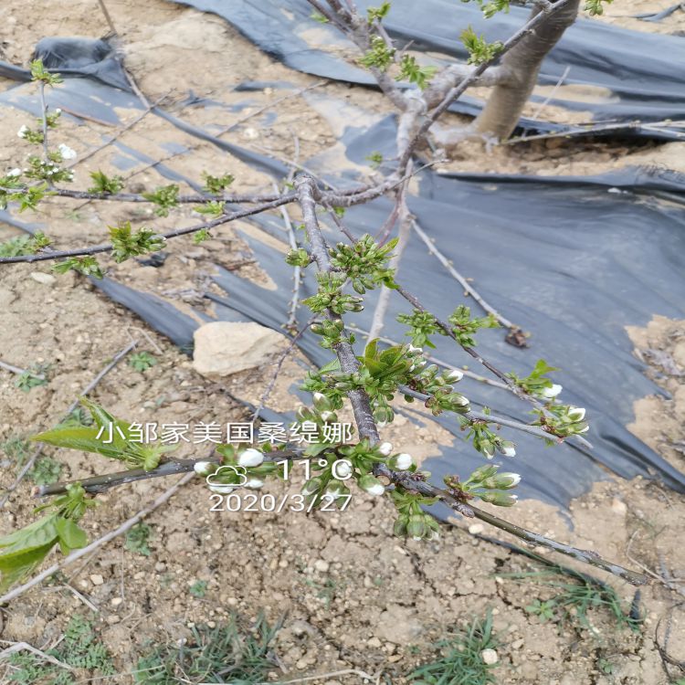 车厘子樱桃苗樱桃苗圃羽腾樱桃苗种植基地