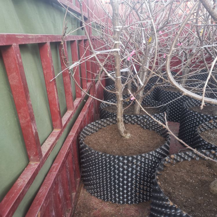 鲁樱3号樱桃苗种植方法羽腾樱桃苗圃