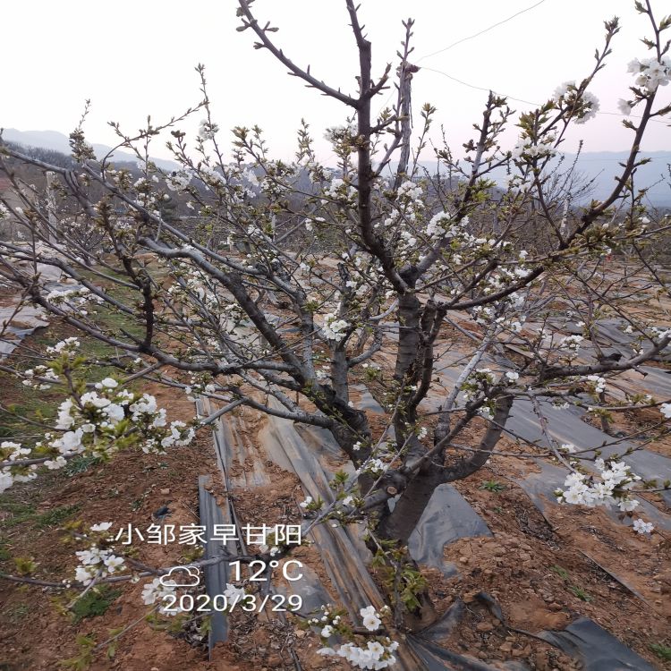 拉宾斯大樱桃苗供应羽腾樱桃苗种植基地