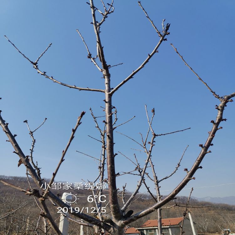 先锋樱桃苗什么时候种植好羽腾樱桃苗种植基地