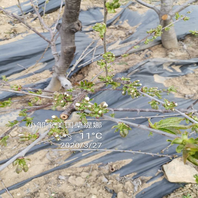 拉宾斯大樱桃苗种植时间樱桃苗新品种