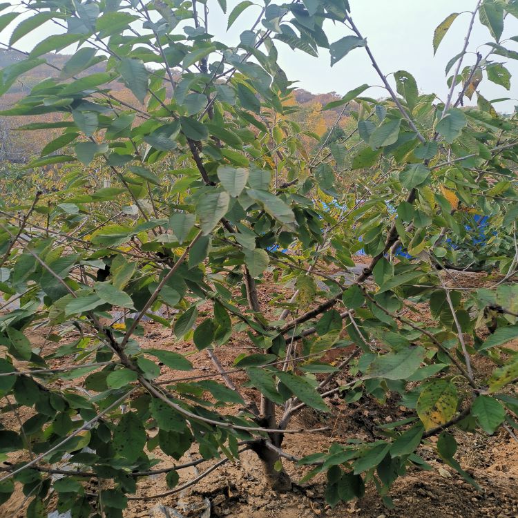 俄罗斯8号大樱桃树苗多少钱一株羽腾樱桃苗圃