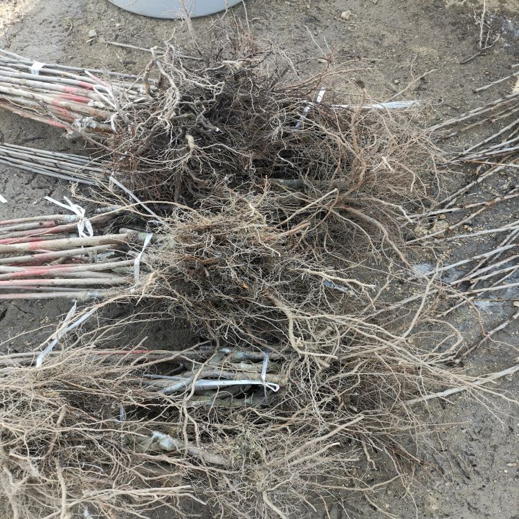 俄罗斯8号樱桃苗多少钱早熟新品种