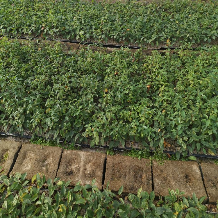 加拿大大樱桃树苗几月份种植羽腾樱桃苗厂家