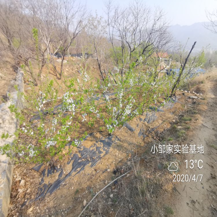 黑珍珠大樱桃苗什么时候种植好羽腾樱桃苗供应