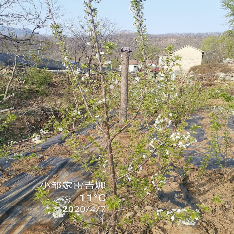 美早樱桃苗修剪方法樱桃苗新品种