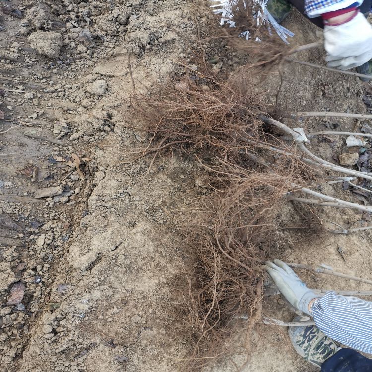 矮化大樱桃树苗种植方法羽腾樱桃苗供应