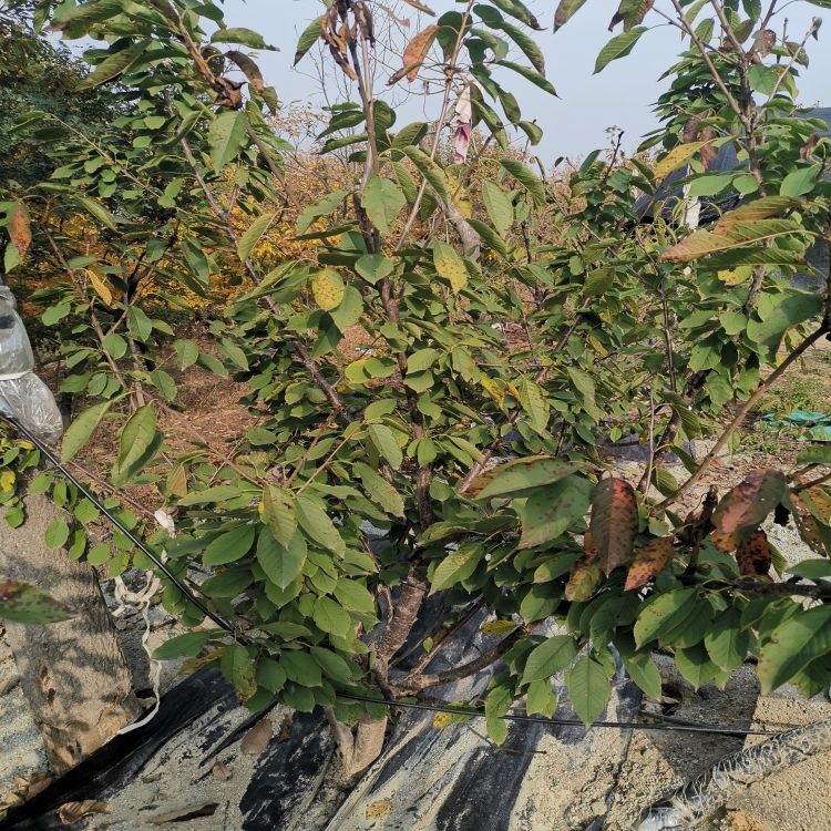 矮化樱桃苗种植基地羽腾樱桃苗圃