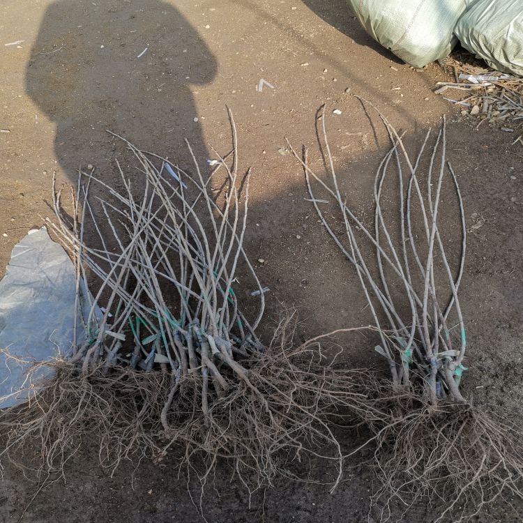 齐早樱桃苗种植方法羽腾樱桃苗厂家