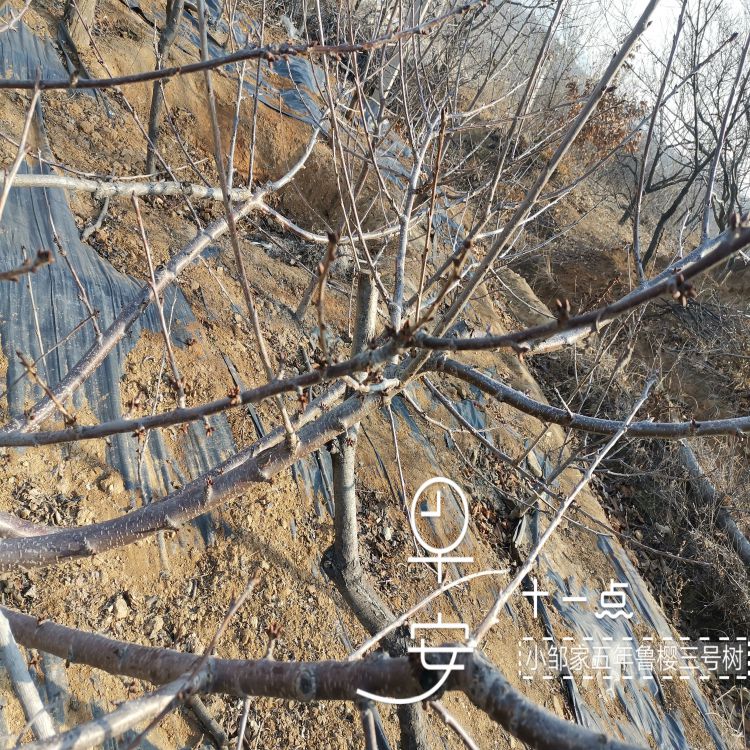 鲁樱三号大樱桃树苗几年结果早熟新品种