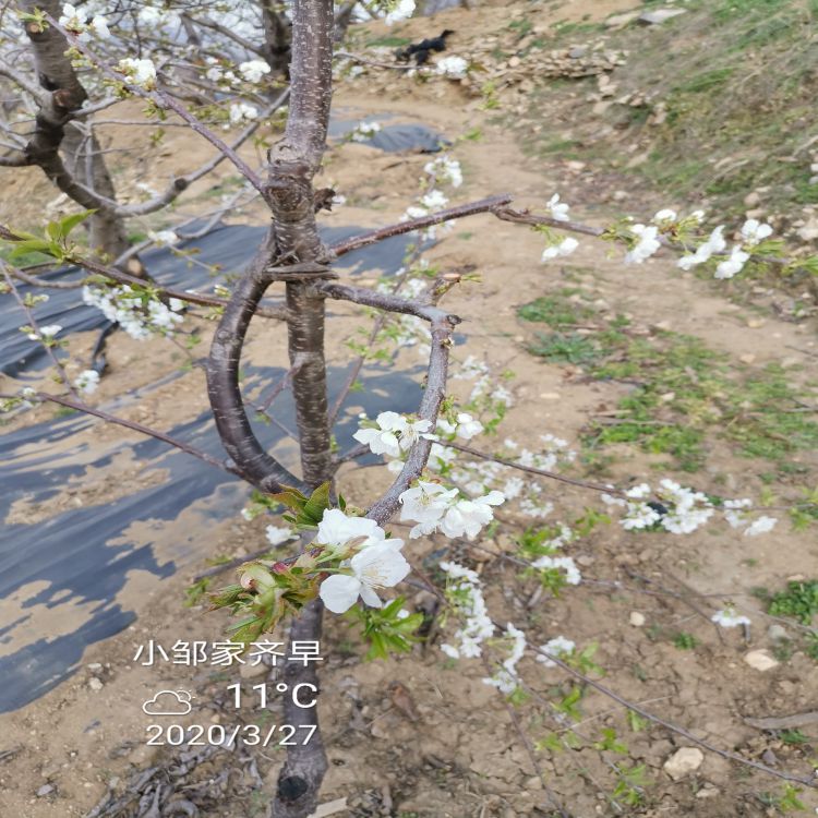 奇早大樱桃苗种植时间羽腾樱桃苗种植基地