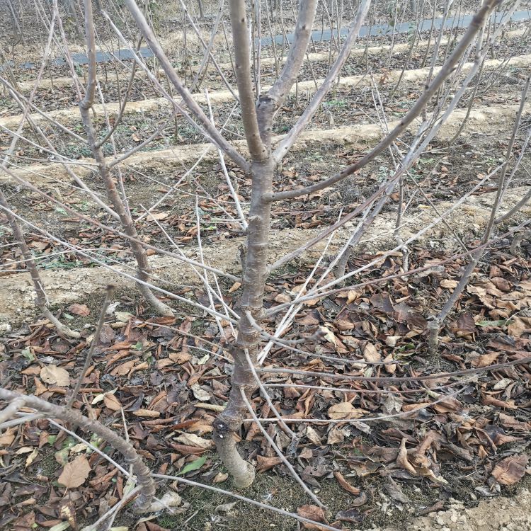 鲁樱三号樱桃树苗如何培育羽腾樱桃苗种植基地