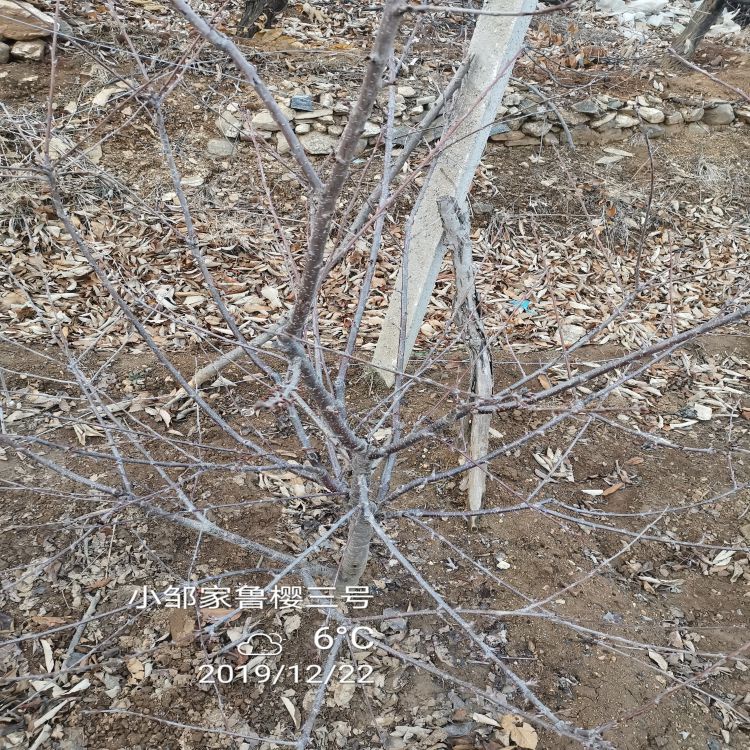 福星大樱桃树苗价格羽腾樱桃苗供应