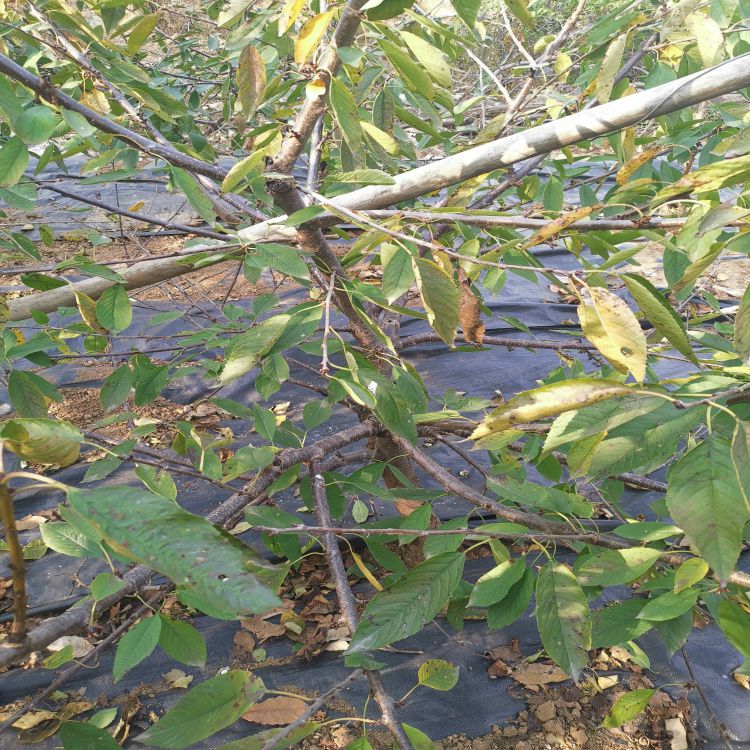 黑珍珠车厘子樱桃什么时候种植好羽腾樱桃苗种植基地