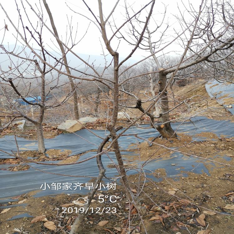 鲁樱3号大樱桃树苗多少钱一棵羽腾樱桃苗厂家
