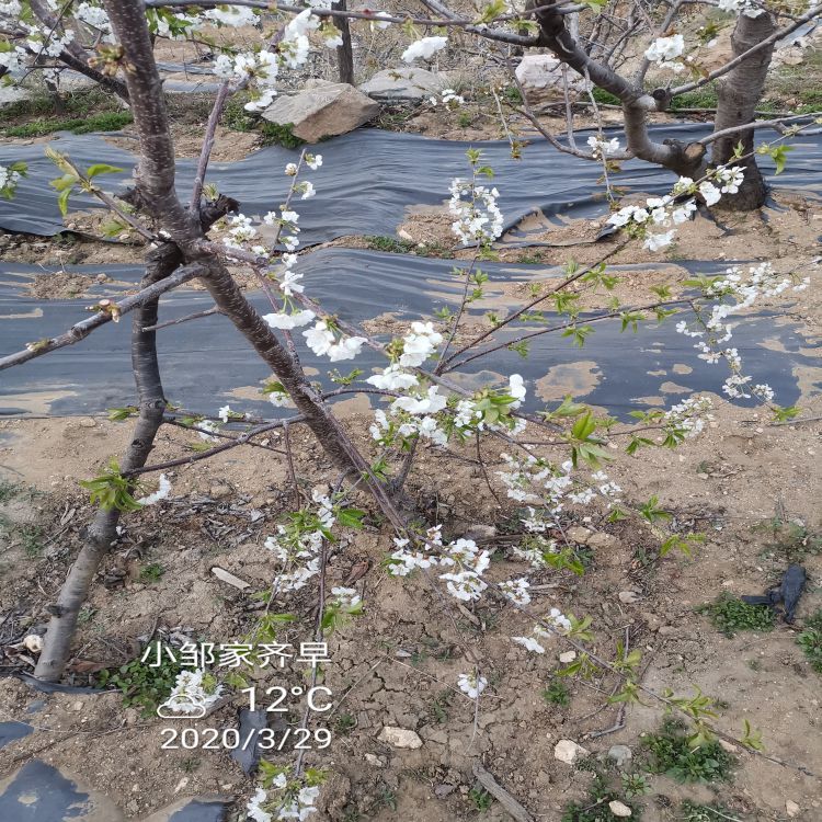 先锋大樱桃苗多少钱一株羽腾樱桃苗供应