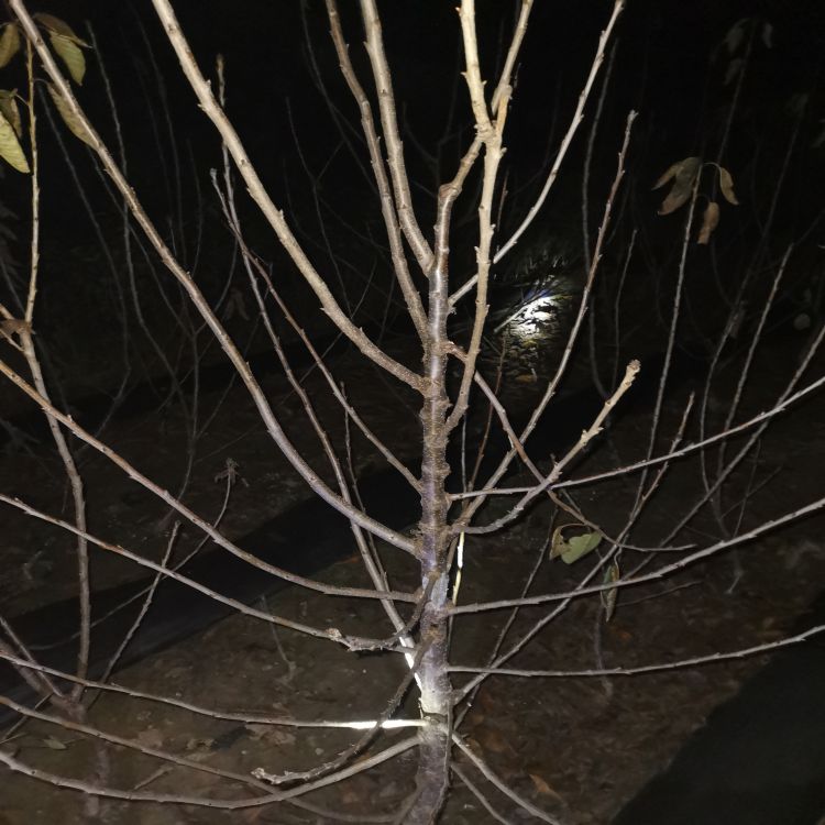 矮化大樱桃树苗什么时候移栽羽腾樱桃苗供应