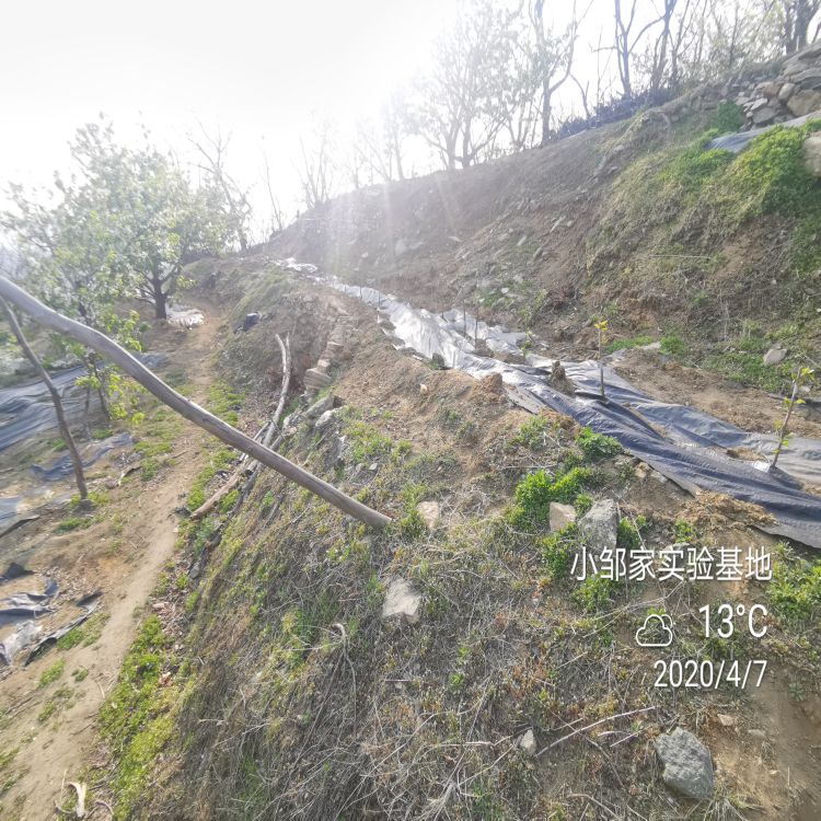 俄罗斯8号大樱桃苗多少钱一棵羽腾樱桃苗供应