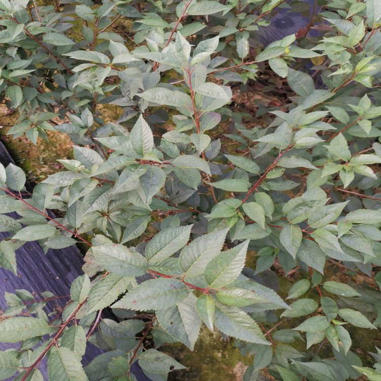 福星樱桃苗种植与管理羽腾樱桃苗厂家