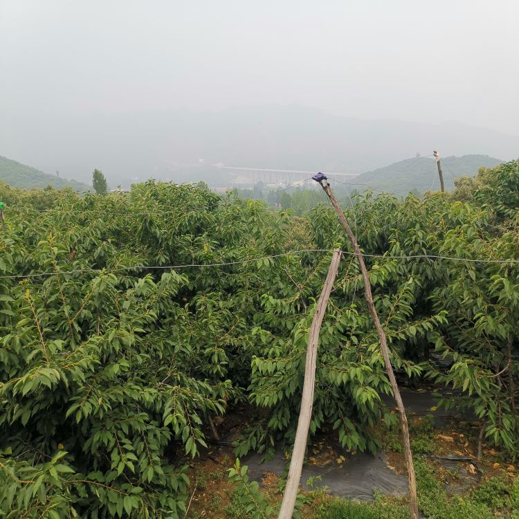 桑提娜大樱桃苗长什么样羽腾樱桃苗种植基地