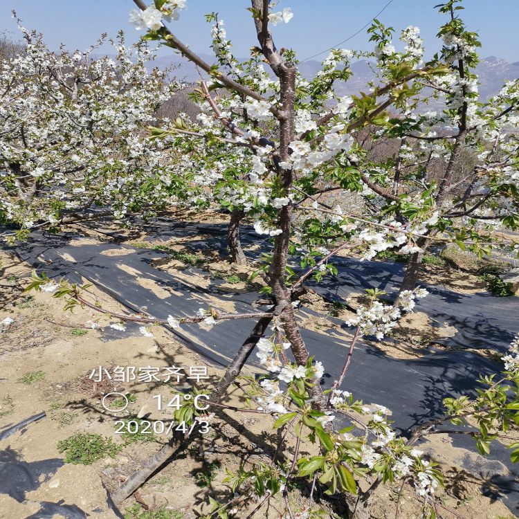 吉塞拉樱桃树苗种植方法樱桃苗新品种