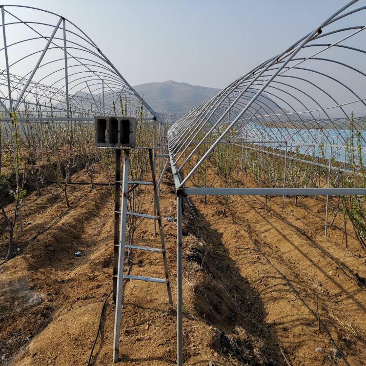 吉塞拉大樱桃树苗种植基地羽腾樱桃苗供应