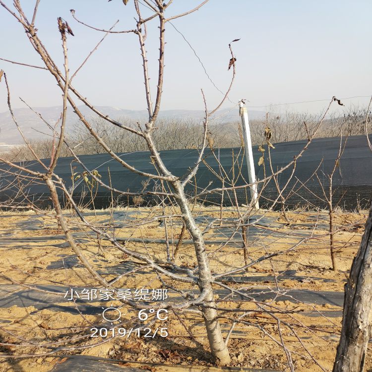 大红灯樱桃苗樱桃苗圃羽腾樱桃苗供应