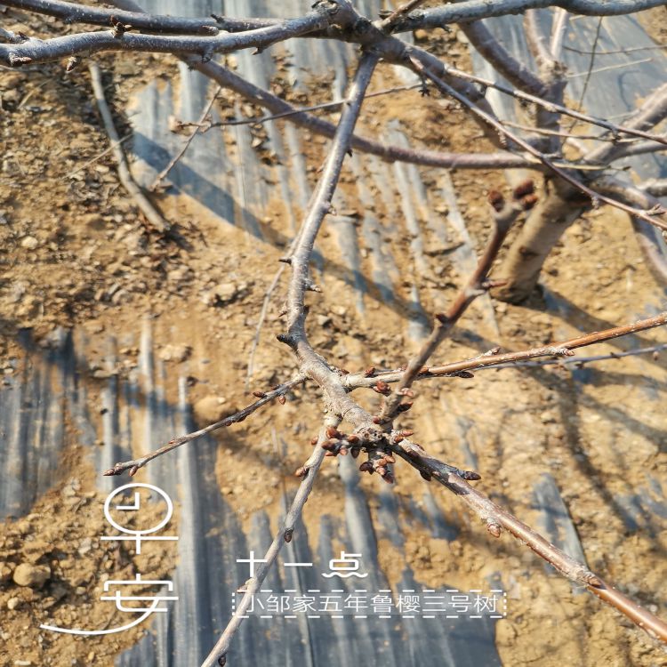 白玉大樱桃苗什么时候种植好羽腾樱桃苗种植基地
