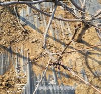 白玉大樱桃苗什么时候种植好羽腾樱桃苗种植基地