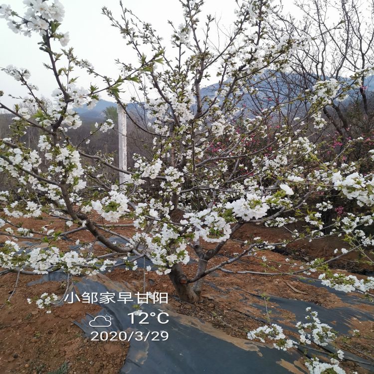 黑珍珠樱桃树苗多少钱一棵羽腾樱桃苗供应