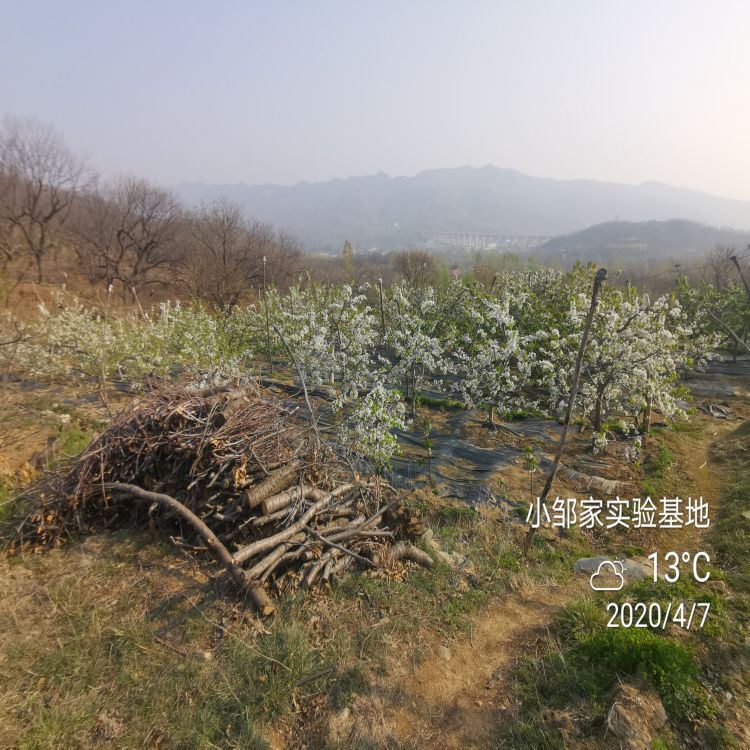 早干阳大樱桃苗供应羽腾樱桃苗圃