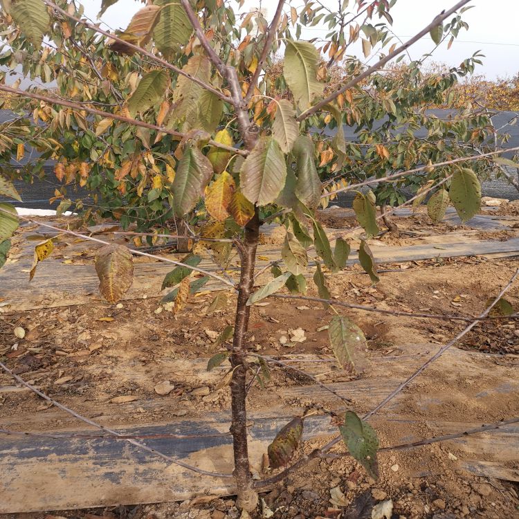 俄罗斯8号大樱桃苗种植基地羽腾樱桃苗厂家