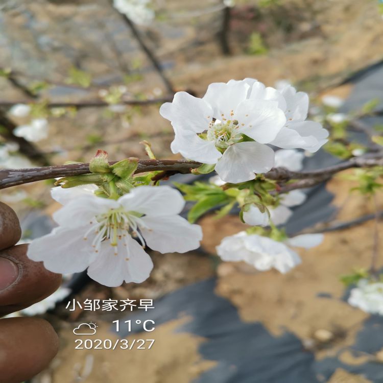 奇早樱桃苗种植基地羽腾樱桃苗圃