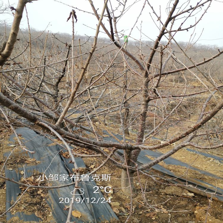 新月大樱桃树苗种植与管理早熟新品种