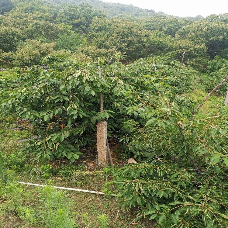 布鲁克斯大樱桃树苗多少钱一株早熟新品种