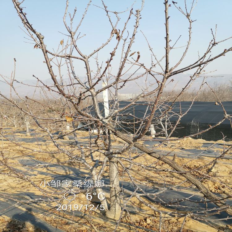 拉宾斯樱桃树苗种植与管理羽腾樱桃苗种植基地