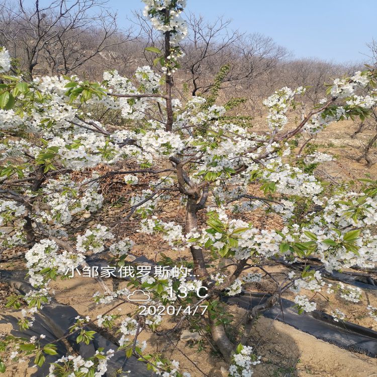 新月大樱桃苗如何培育羽腾樱桃苗供应