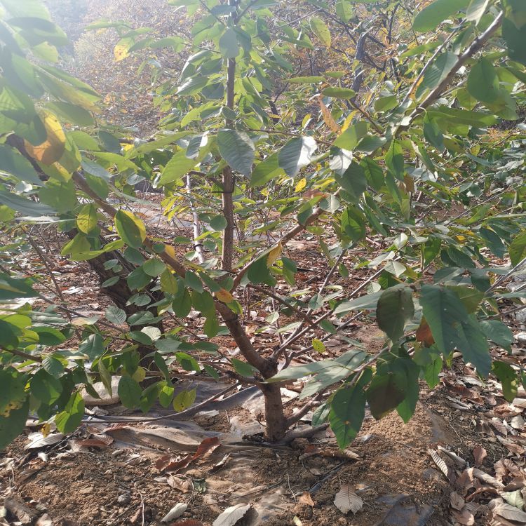 先锋大樱桃苗种植时间羽腾樱桃苗圃